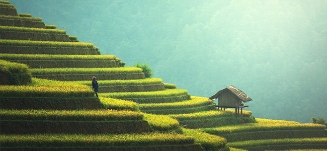 Bali_Beitragsbild Bali Urlaub Reisterrassen